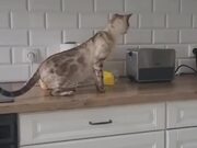 Cat Freaks Out When Bread Pops Out of Toaster