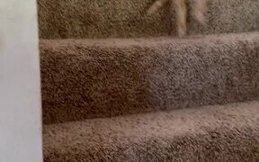 Orange Kitten Falls Off Staircase While Playing 