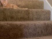Orange Kitten Falls Off Staircase While Playing 