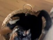 Dog Settles Into Basket After Falling Off of Couch