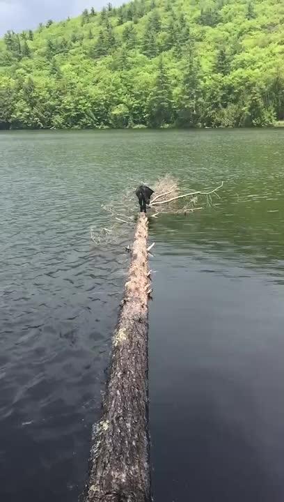 Dog Accidentally Falls in Water