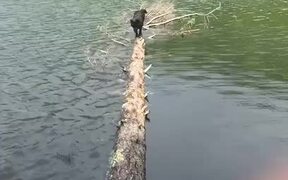 Dog Accidentally Falls in Water