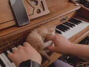 Kitten Rests on Piano and Climbs on Man's Hand