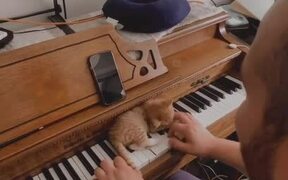 Kitten Rests on Piano and Climbs on Man's Hand