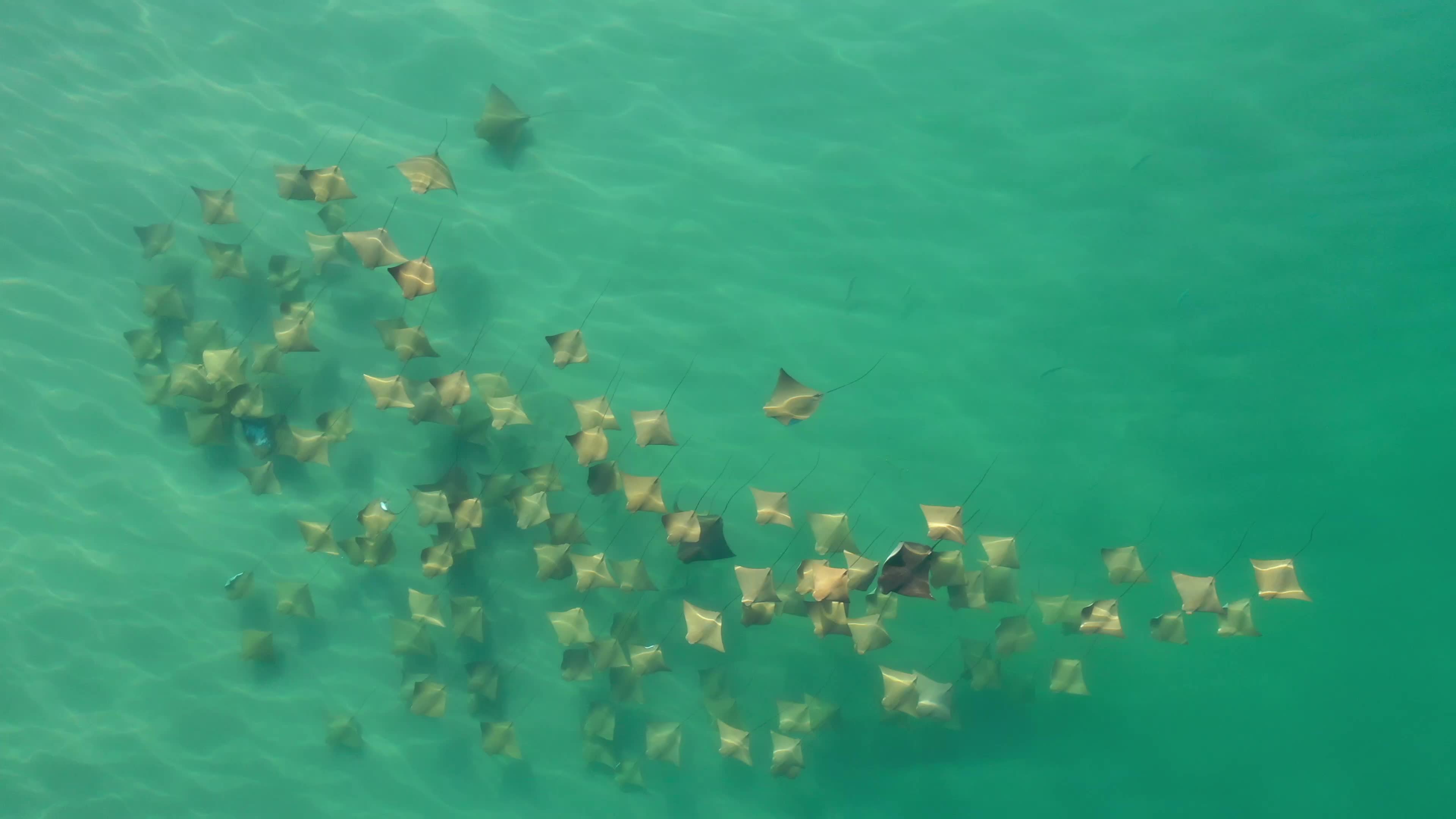 Fever of Cow Nose Ray Swims Along Coastline