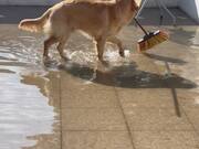 Dog Tries to Grab Broom to Help Owner Clear Water