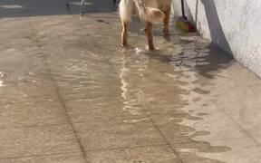 Dog Tries to Grab Broom to Help Owner Clear Water
