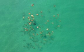 Fever of Cow Nose Ray Swims Along Coastline