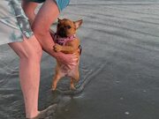 Man Introduces Puppy to the Ocean for the 1st Time