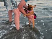 Man Introduces Puppy to the Ocean for the 1st Time