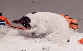 Dog Gets Caught Scratching at Styrofoam Board