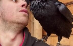 Raven Repeats Whatever His Human Best Friend Says
