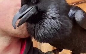 Raven Repeats Whatever His Human Best Friend Says