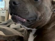 Dog Reacts After Being Told They're Adopted