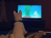 Husky Gets Upset When Owner Doesn't Turn on TV
