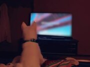 Husky Gets Upset When Owner Doesn't Turn on TV