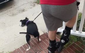 Dog Gets Excited To Go On Run With Owner