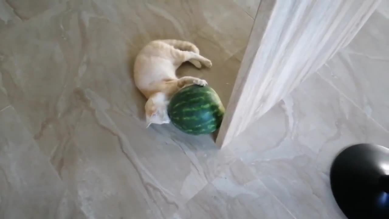 Cat Playfully Nibbles on Watermelon