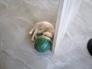 Cat Playfully Nibbles on Watermelon