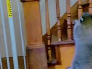 Raccoon Manages to Slide Through Stair Railings