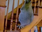 Raccoon Manages to Slide Through Stair Railings