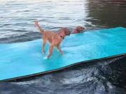 Dogs Excitedly Jump in Water and Play With a Mat