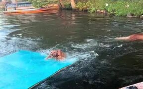 Dogs Excitedly Jump in Water and Play With a Mat