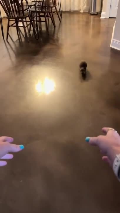 Person Spins Prairie Dog in Air