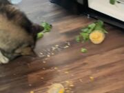 House Alarm Goes off When Dogs Enter to Steal Food