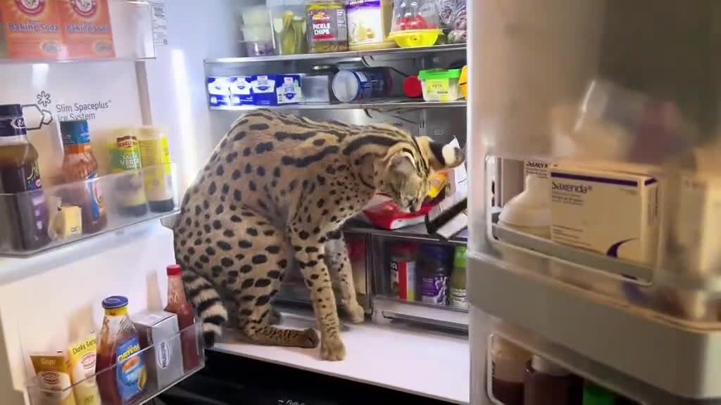Cat Searches For Food Inside Fridge