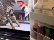 Cat Searches For Food Inside Fridge