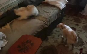 Puppy Gets Zoomies While Playing With Elder Dog