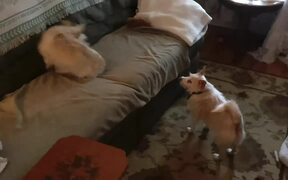 Puppy Gets Zoomies While Playing With Elder Dog