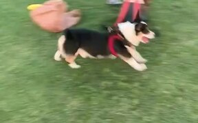 Dog Chases Other Dog in Park While Getting Zoomies