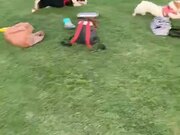 Dog Chases Other Dog in Park While Getting Zoomies