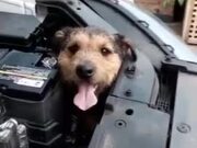 Dog Gets Stuck Inside Front Engine of Car