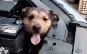 Dog Gets Stuck Inside Front Engine of Car