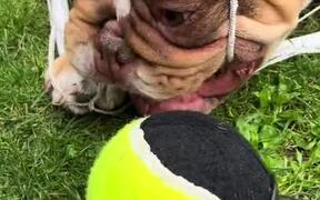 Dog Successfully Pulls Ball Through Football Net