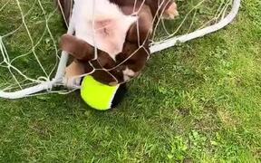 Dog Successfully Pulls Ball Through Football Net