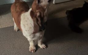 Dog Communicates With Owner