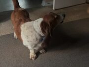 Dog Communicates With Owner