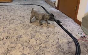 Puppy Tries to Stop Toy Train