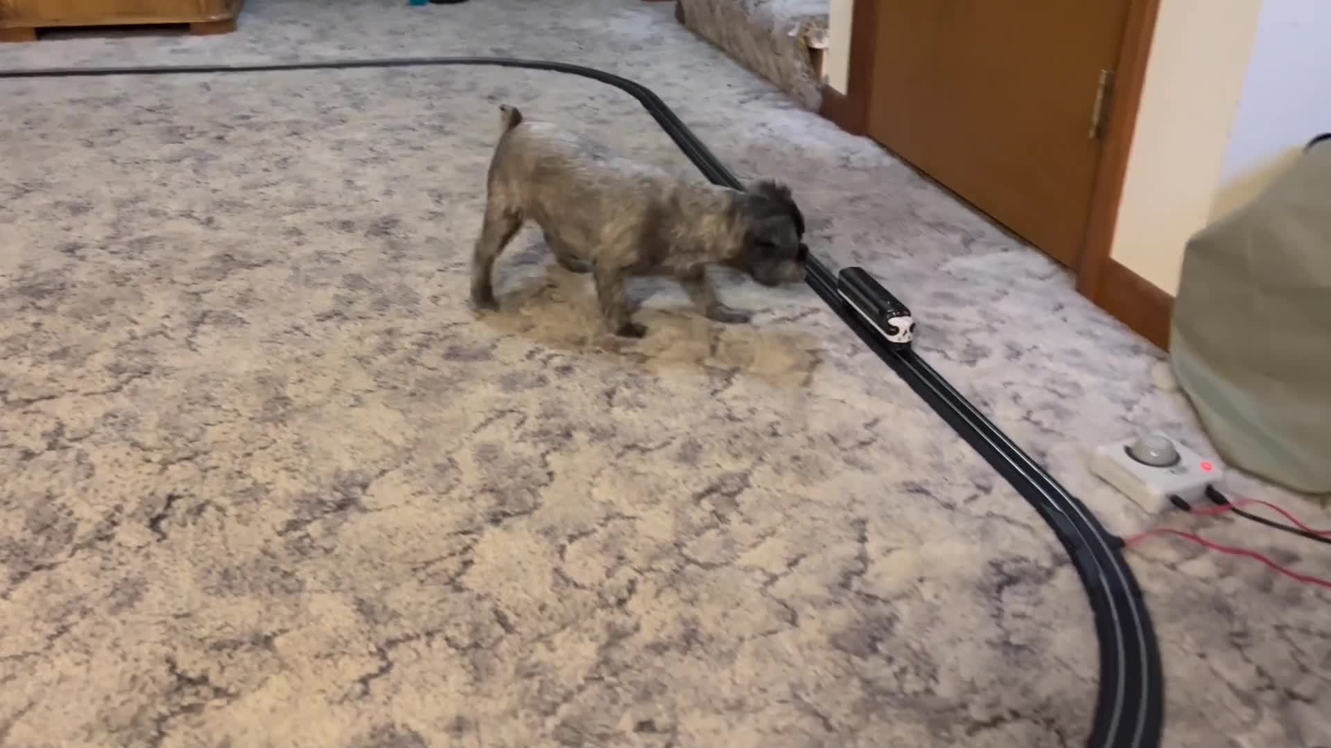 Puppy Tries to Stop Toy Train