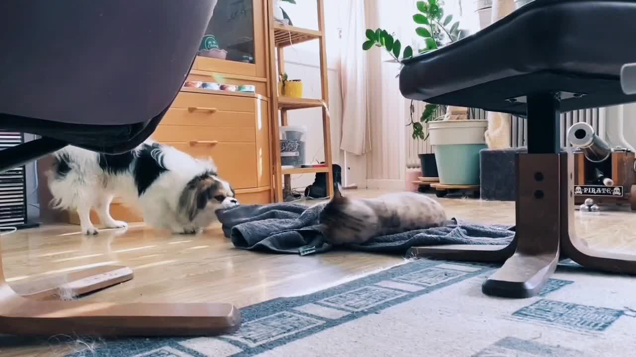 Dog Tries to Take Towel From Cat and Fails