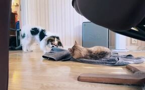 Dog Tries to Take Towel From Cat and Fails