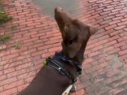 Dog Gets Excited When He Sees Squirrel