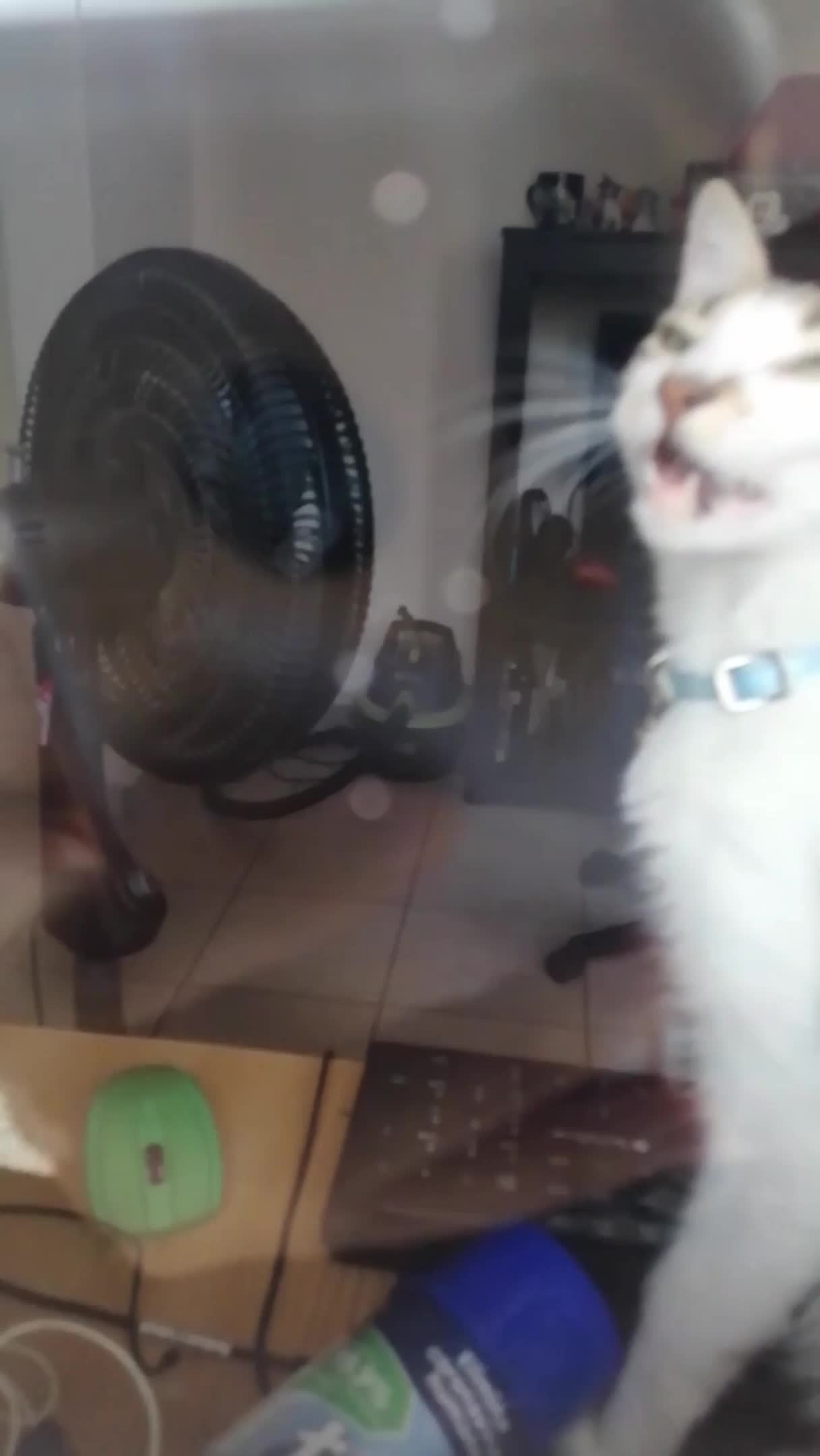 Cat Opens Window and Lets Owner Inside House 