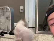 Cat Looks Hilarious in New Haircut Feels Disgusted