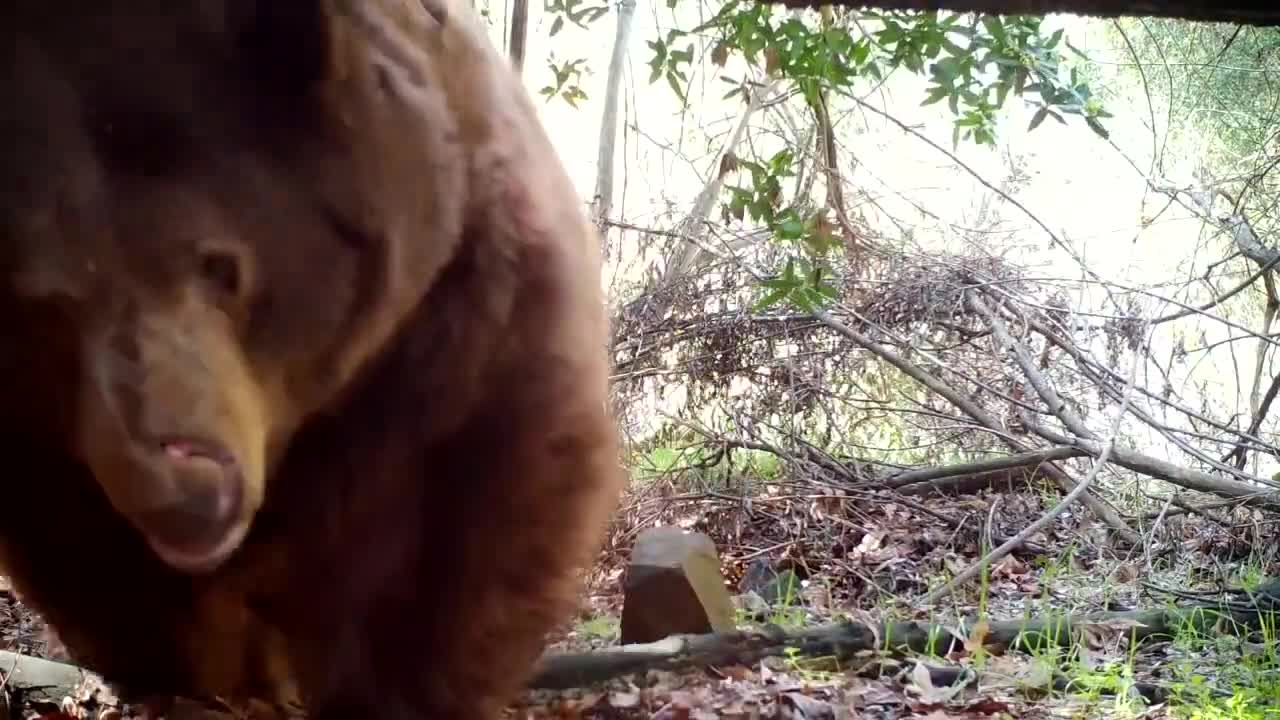 Man Sets Up Motion Activated Camera to Track Bear