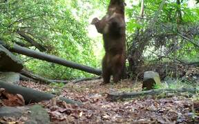 Man Sets Up Motion Activated Camera to Track Bear